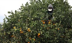 Coğrafi işaret tescilli Finike portakalına talep yoğun