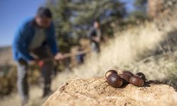 Doğa tutkunları, Tunceli'nin kıraç topraklarını meşe palamuduyla buluşturuyor