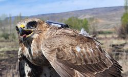 GRAFİKLİ - Bozkır şahini 2,5 yılda 28 ülkede 103 bin 456 kilometre uçtu