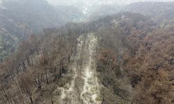 Hatay'da yanan ormanlar alevlere daha dayanıklı fidanlarla yeşillendirilecek