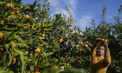 İzmir'in satsuma mandalinasında verim arttı