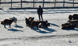 Kars'ta soğuk havanın etkisiyle buzlanma ve kırağı oluştu