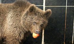 Kars'ta yol kenarında otururken bulunan yavru ayıya özel beslenme programı