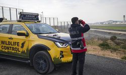 Sabiha Gökçen Havalimanı'nda uçuş güvenliği için yaban hayatı 7 gün 24 saat izleniyor