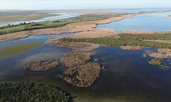 Samsun Kızılırmak Deltası'nda suları çekilen göller sonbahar yağışlarıyla canlandı
