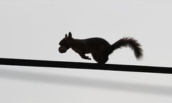 Samsun'un Alaçam ilçesinde sonbahar güzelliklerine sincaplar eşlik ediyor