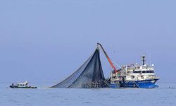 Su sıcaklığının düşmediği Karadeniz'de hamsi soğuk sulara yöneldi