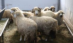 Tescilli karayaka koyunu üniversitede kurulan tesiste geliştirilecek