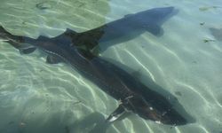 Trabzon'da mersin balığının korunması için 25 yıldır mücadele ediliyor