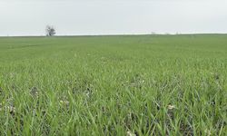 Trakya'da çiftçilerin buğday ekim mesaisi sürüyor