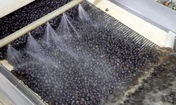 Türk zeytinini 68 ülkeye ihraç eden Marmarabirlik'in hedefi Orta Doğu pazarı