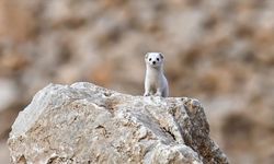 Van'da nesli koruma altındaki beyaz gelincik görüntülendi