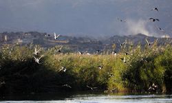 Aras Kuş Cenneti'nde 2025'te 11 bin 298 kuş halkalandı