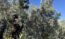 Artvin'de babalarından öğrendikleri yöntemle 45 yıldır zeytinyağı üretiyorlar