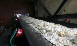 Muş ve Van'daki fabrikalarda 76 bin 10 ton şeker üretimi hedefleniyor