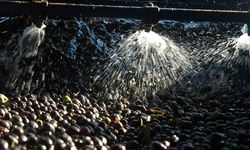 Zeytin sıkımında kullanılan su, tarıma 'altın su' olarak dönecek