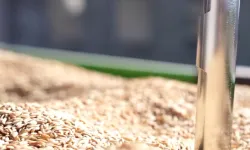 TMO'da çeltik alımları sürüyor