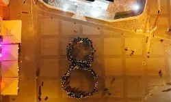 Mudanya'da kadınlar 8 Mart'ta 8 dakika 'sessiz' durdu!