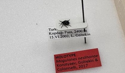 Kop Dağı'nda keşfettiği böceği meslektaşı eşinin adıyla literatüre kazandırdı