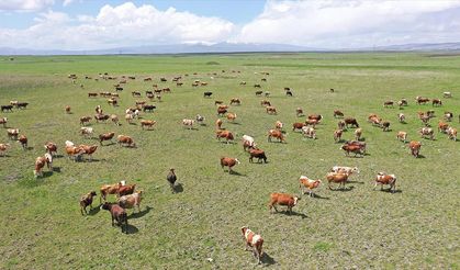 Kars'ın mera ve yaylalarından Türkiye'nin dört bir yanına kurbanlık gönderiliyor