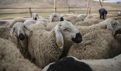 Kurban Bayramı öncesi hastalık ve kesimlere ilişkin tedbirler alındı