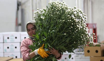 Çiçek sektörü ihracatta rekora koşuyor