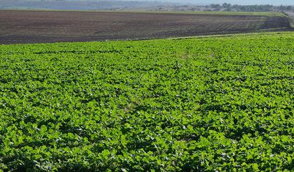Edirne'de son dönemdeki yağışlar kanola üreticisini sevindirdi