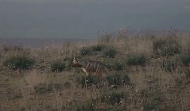Hatay'da nesli tükenme tehlikesi altındaki çizgili sırtlan görüntülendi