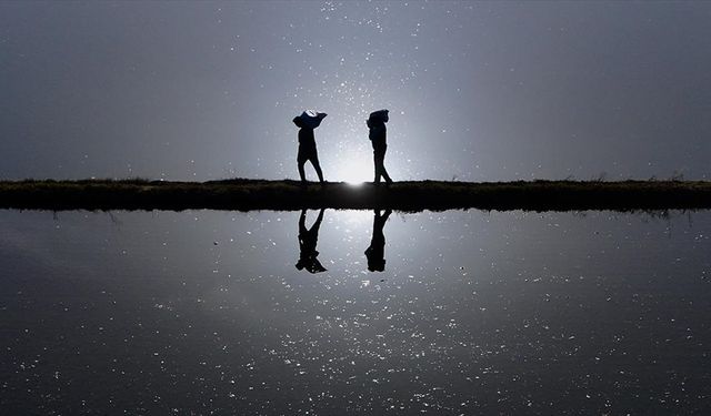 Düzce'de yetiştirilen Konuralp pirincinin ekimi alanı devlet desteğiyle arttı