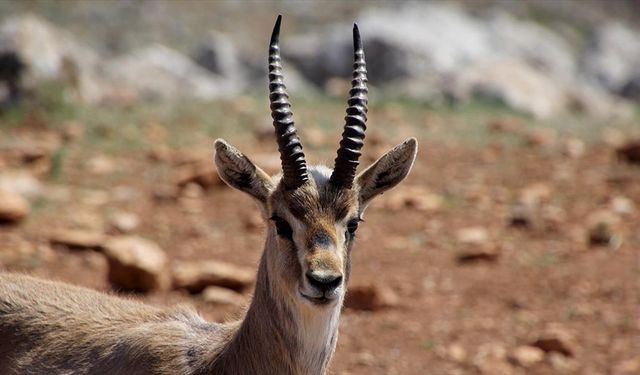 Hatay'daki dağ ceylanı merkezi, "gazella gazella" türünün neslini koruyor