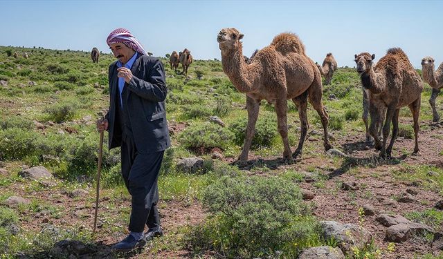 Karacadağlı besici, kara yoluna "dikkat deve çıkabilir" tabelası istiyor