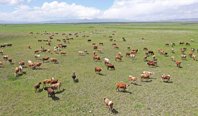 Kars'ın mera ve yaylalarından Türkiye'nin dört bir yanına kurbanlık gönderiliyor