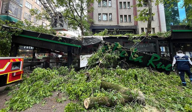 Kocaeli'de şiddetli rüzgarda devrilen çınar ağacı kafede hasara yol açtı