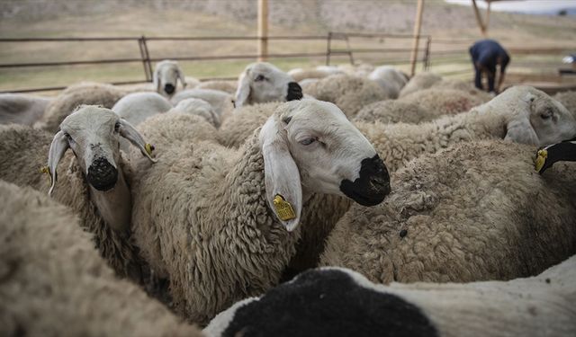 Kurban Bayramı öncesi hastalık ve kesimlere ilişkin tedbirler alındı