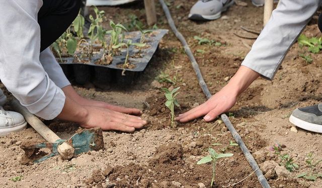 Lise öğrencileri aldıkları eğitimle okuldaki serada sebze yetiştiriyor