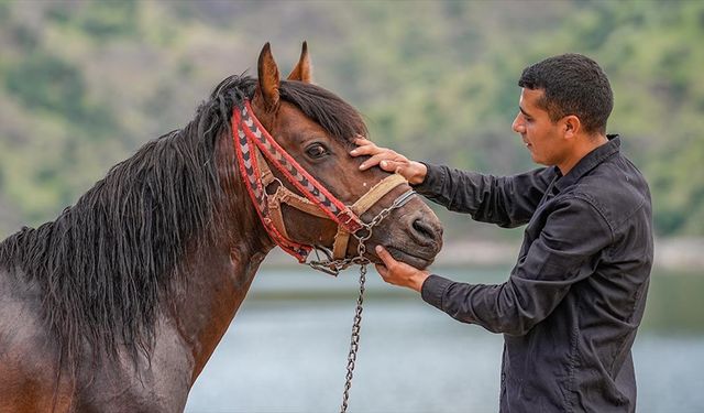 Rahvan atı "Boyka" kaslarını Fırat Nehri'nin serin sularında geliştiriyor