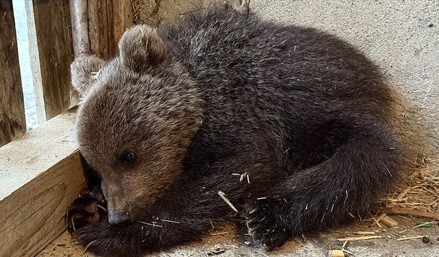 Sinop’ta doğada annesiz ve bitkin bulunan yavru ayı koruma altına alındı