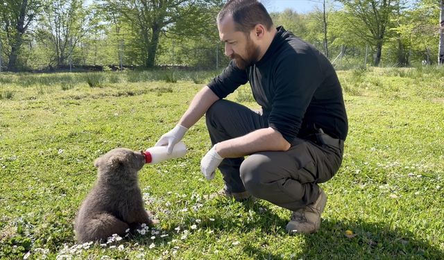 Sinop'ta doğada bulunan 2 ayı yavrusunu veteriner hekimler besledi