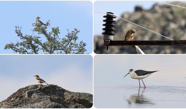 Son 20 yılda en çok kuş türü Aras Kuş Cenneti'nde kayıt altına alındı