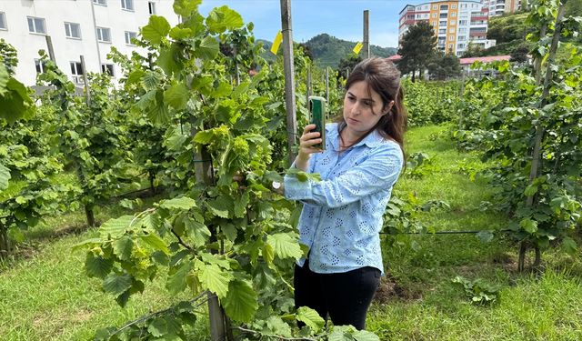 Tescilli Giresun tombul fındığında yeni dikim uygulamaları verimi artırdı