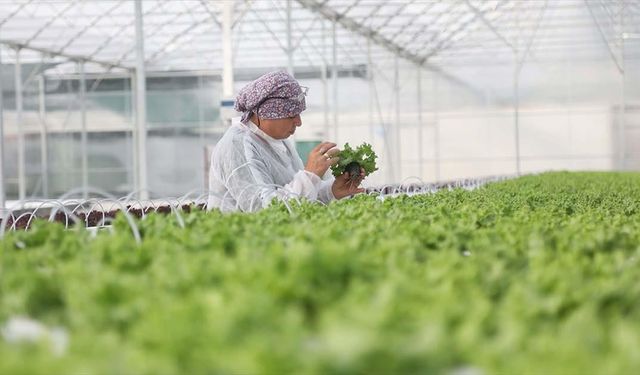 Bakan Yumaklı, Bafra ve Çaycuma Sera OTB'lerinde üretime başlandığını bildirdi