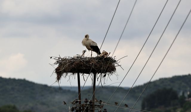 Doğadaki plastik atıklar yavru leylekleri de tehdit ediyor