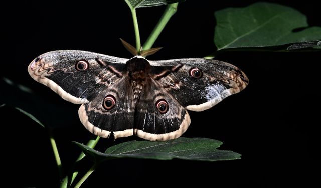 Düzce'de kanat açıklığı 15 santimetre olan tavus kelebeği bulundu