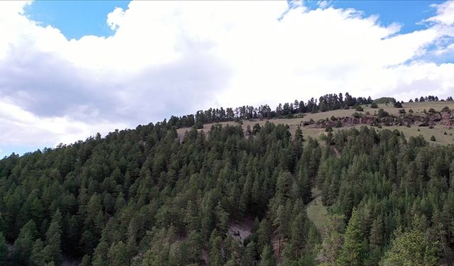 Düzce'de yangın riski taşıyan ormanlık alanlara girişler yasaklandı