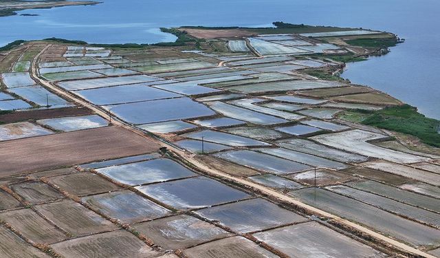 Edirne'de çeltik ekim alanı 450 bin dekara ulaştı