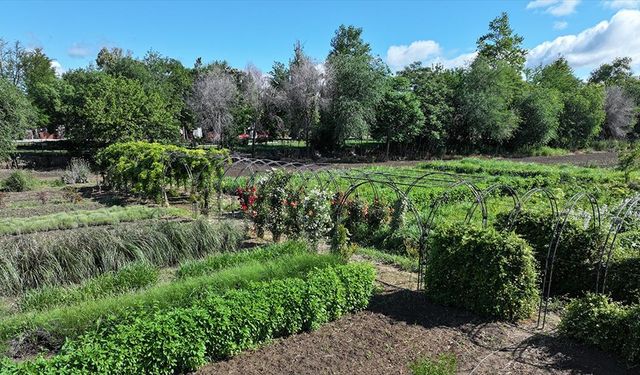 Edirne'de çiçekler ve aromatik bitkilerin yer aldığı "Koku Tüneli" oluşturuldu