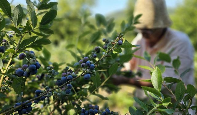 Emekli doktor, tüm birikimini yatırdığı mavi yemiş yetiştiriciliğini 14 yıldır sürdürüyor