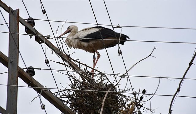 Halkalanan yavru leylek yumurtadan çıktığı ovaya iki yıl aradan sonra döndü