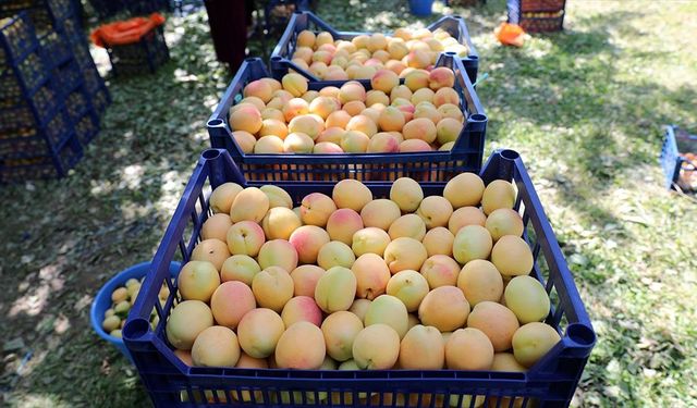 Hasadına başlanan Iğdır kayısısı Avrupa, Rusya, Gürcistan ve Azerbaycan'a ihraç ediliyor