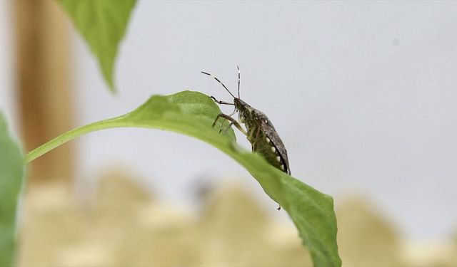 Kahverengi kokarca ile mücadele edecek 300 bin samuray arısı hazır